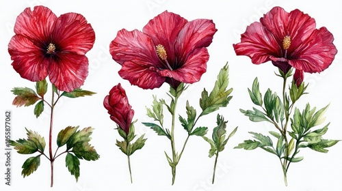 Watercolor Illustration of Red Hibiscus Flowers and Buds with Green Leaves