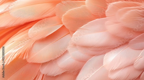 Wallpaper Mural Soft peach colored feathers creating a textured background Torontodigital.ca