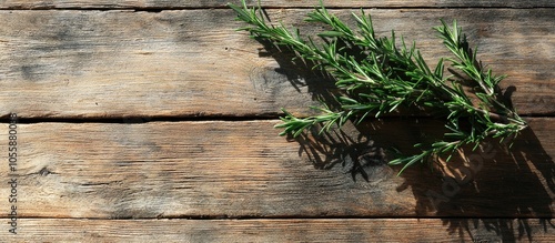 Evergreen Rosemary Branch On A Wooden Background And The Shadow Of The Branch