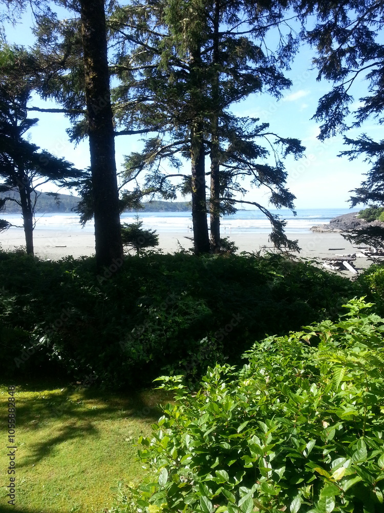 Naklejka premium morning in the forest by the beach