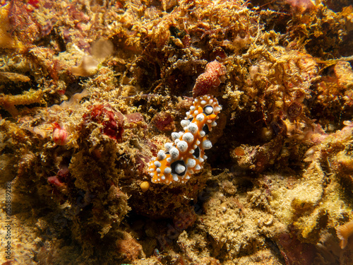 Bright yellow and white Ocellated Phyllidia nudibranch, Phyllidia ocellata, a sea slug, a dorid nudibranch near Puerto Galera, Philippines.  photo