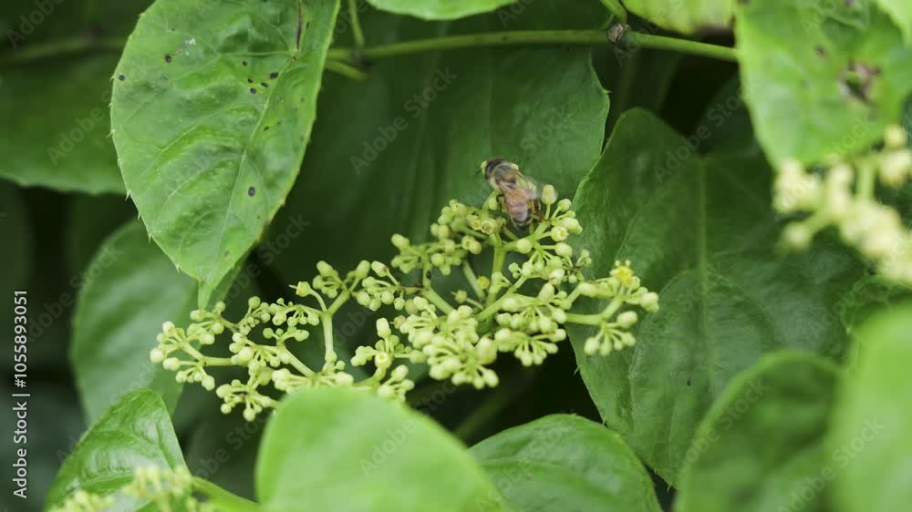 Close-Up of a Bee Collecting Nectar from Pale Green Flowers Amidst Lush Green Leaves, Highlighting Nature's Beauty and Pollination. Close-Up of a Bee Collecting Nectar from Pale Green Flowers Amidst Lush Green Leaves, Highlighting Nature's Beauty and Pollination.