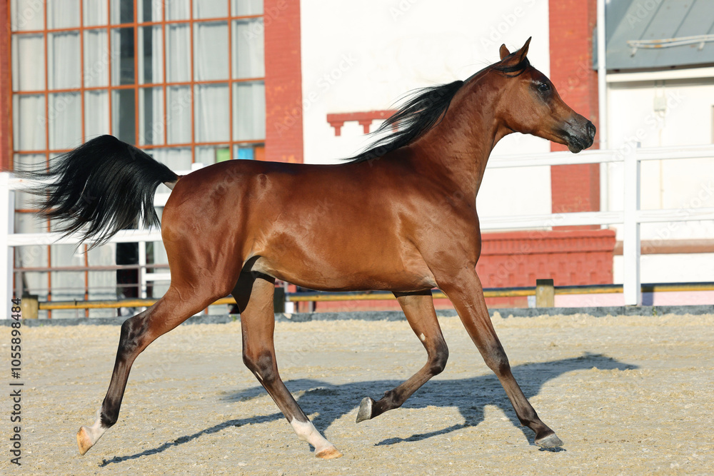 Arabian horse runs free in stud farm