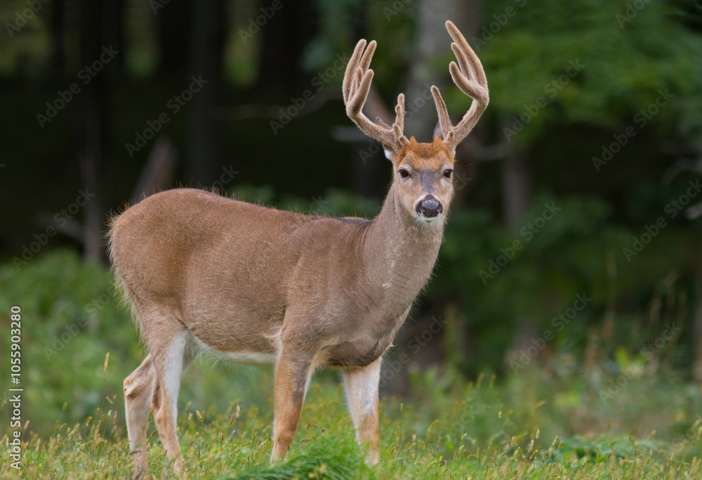 Whitetail deer buck standing in an open field. Whitetail deer buck standing in an open field.