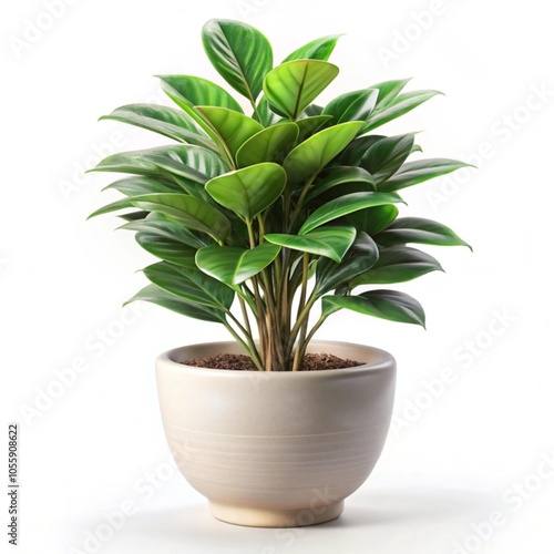 cactus in a pot