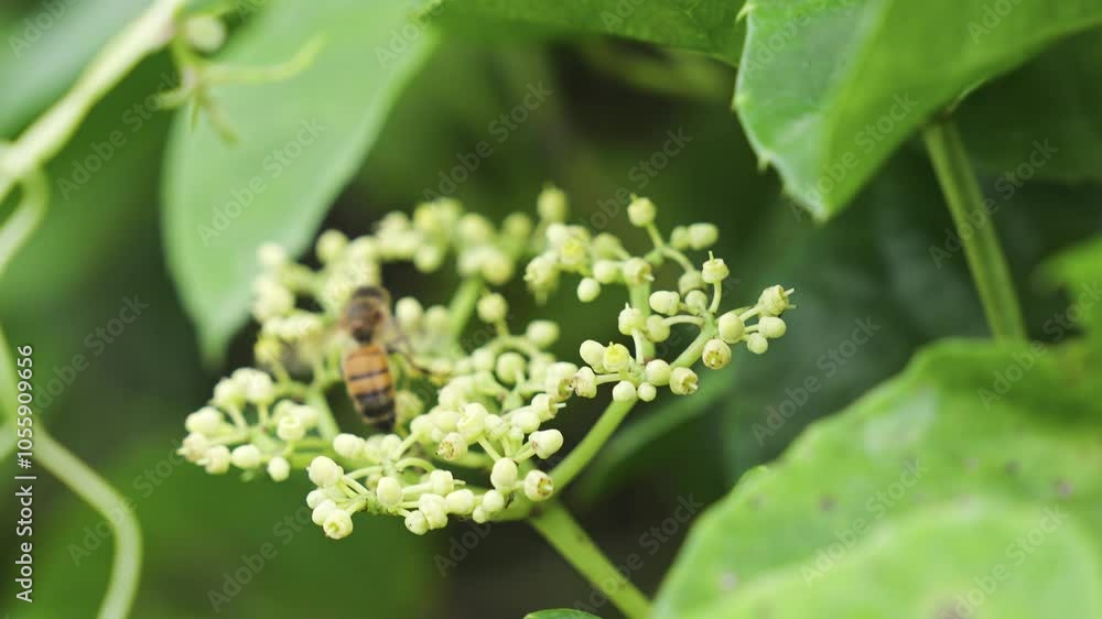 A Bee Collecting Nectar from a Cluster of Small White Flowers Surrounded by Lush Green Leaves in Puerto Rico. A Bee Collecting Nectar from a Cluster of Small White Flowers Surrounded by Lush Green Leaves in Puerto Rico.