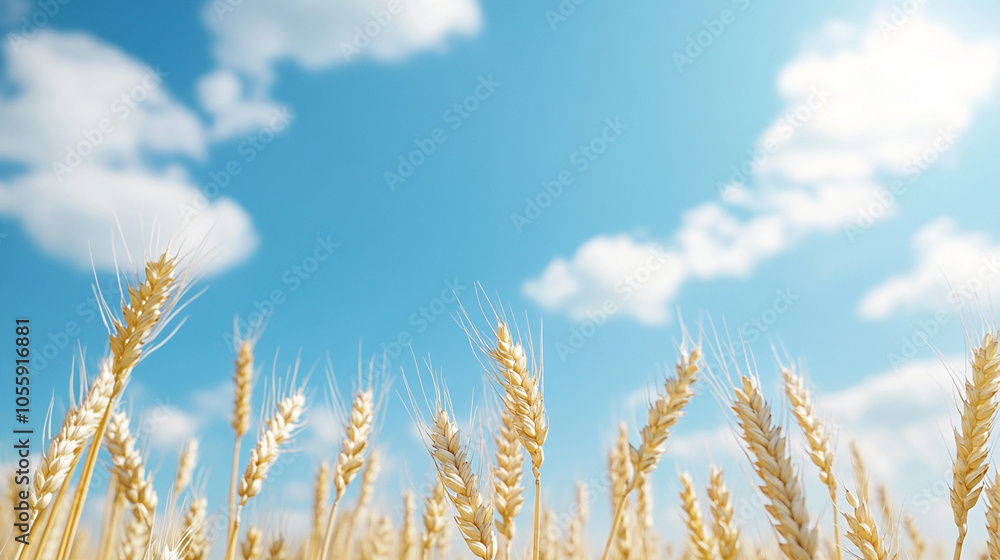 field of ripening wheat against the blue sky. Spikelets of wheat with grain shakes wind. grain harvest ripens in summer.
field of ripening wheat against the blue sky. Spikelets of wheat with grain shakes wind. grain harvest ripens in summer.