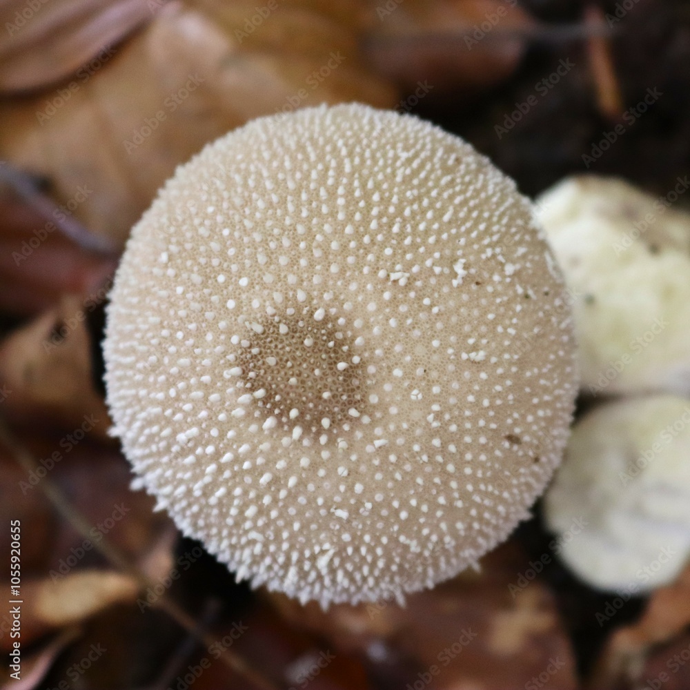 champignon dans la forêt champignon dans la forêt