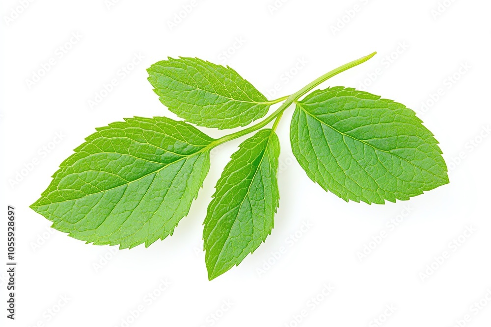 A vibrant green mint leaf cluster, showcasing the freshness and natural beauty of the herb isolated on white background. A vibrant green mint leaf cluster, showcasing the freshness and natural beauty of the herb isolated on white background.