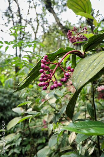 The wild plant Medinilla speciosa Blume thrives in the mountains photo