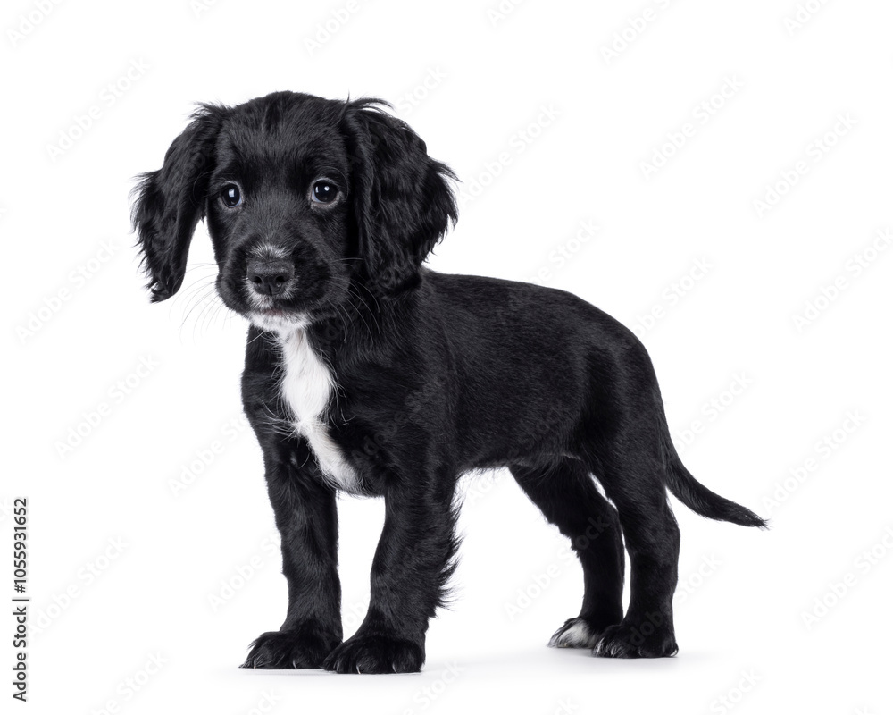 Cute English working cocker spaniel dog puppy, standing side ways. Looking straight ahead beside camera. Isolated on a white background. Cute English working cocker spaniel dog puppy, standing side ways. Looking straight ahead beside camera. Isolated on a white background.