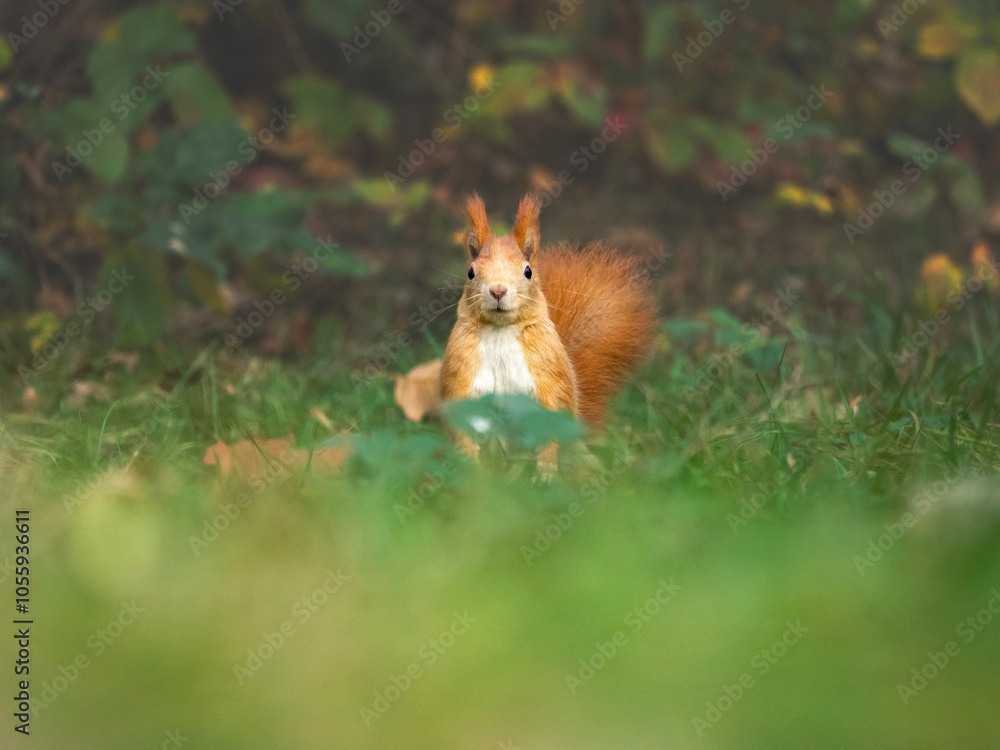 Squirrel Gathering Nuts in Autumn Forest Squirrel Gathering Nuts in Autumn Forest