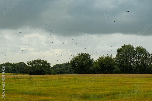 Flock of birds flying over a green field with lush treesat the Dark Hedges, Northern Ireland photo