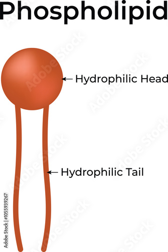 Micelle Hydrophilic Head and Hydrophilic Tail