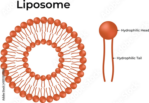Liposome Hydrophilic Head and Hydrophilic Tail