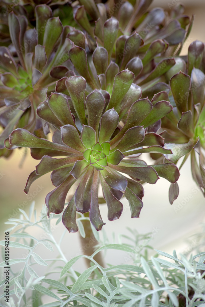 Close-up of a dark green and purple rosette-shaped succulent with thick, glossy leaves, set against a softly blurred background. Close-up of a dark green and purple rosette-shaped succulent with thick, glossy leaves, set against a softly blurred background.