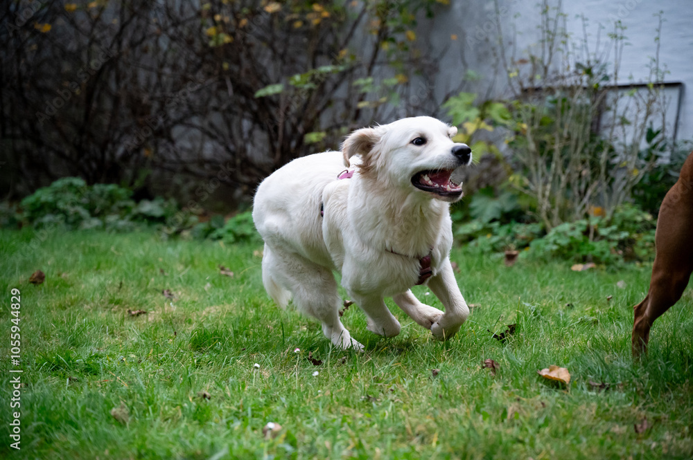 golden retriever rennt im Garten über die Wiese golden retriever rennt im Garten über die Wiese