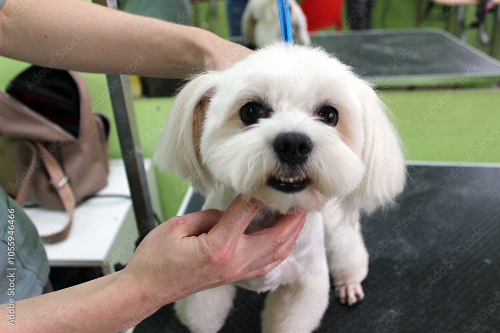 A white dog being groomed, looking at the camera with tongue out. Groomer's hands gently stroke the fur on a black table. Serene grooming session ambiance. A white dog being groomed, looking at the camera with tongue out. Groomer's hands gently stroke the fur on a black table. Serene grooming session ambiance.