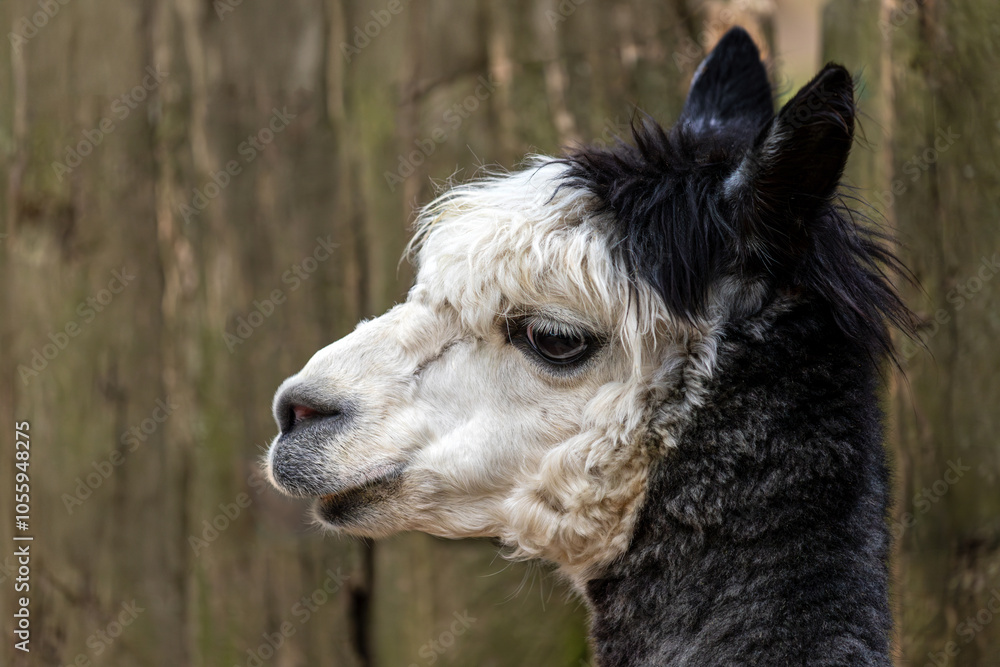 Portrait of adult black-white Alpaca Lama pacos Portrait of adult black-white Alpaca Lama pacos