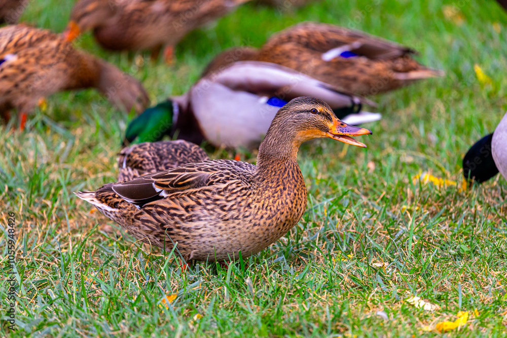 A portrait of a hen (female) Mallard duck. A portrait of a hen (female) Mallard duck.
