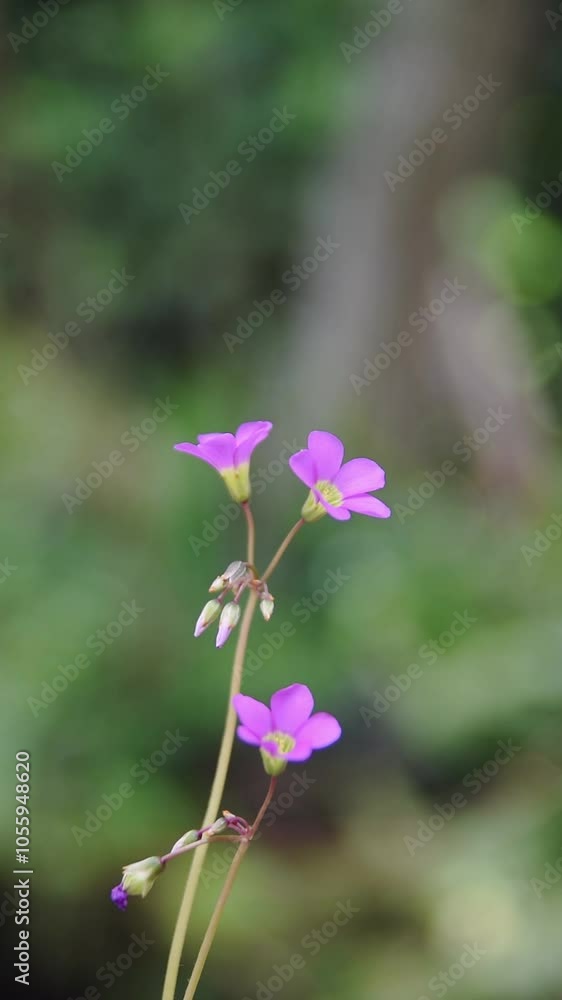 pink oxalis or wood sorrel, false shamrock, delicate small vibrant flowers, soft focus in garden background, slow motion in 60fps pink oxalis or wood sorrel, false shamrock, delicate small vibrant flowers, soft focus in garden background, slow motion in 60fps