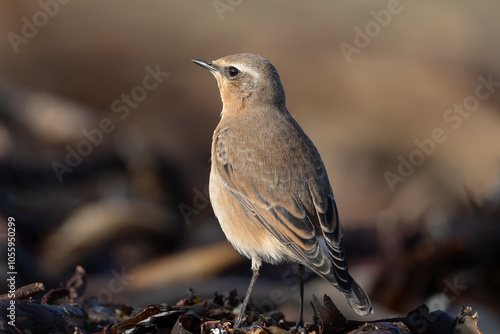 Northern wheatear (Oenanthe oenanthe) photo