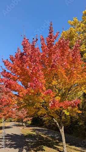 autumn in the forest