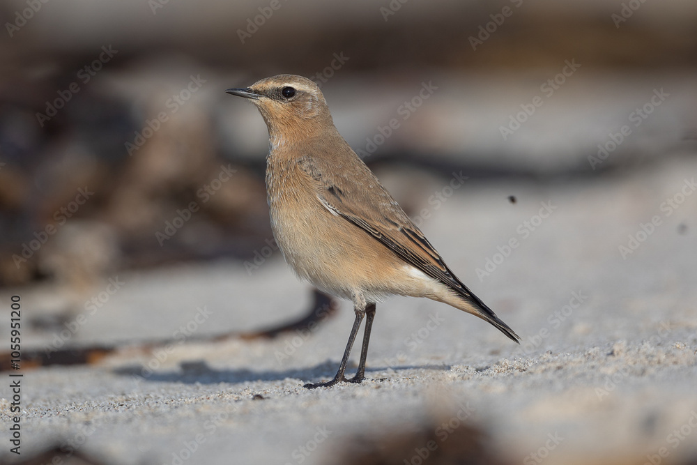 Northern wheatear (Oenanthe oenanthe) - Steinschmätzer Northern wheatear (Oenanthe oenanthe) - Steinschmätzer