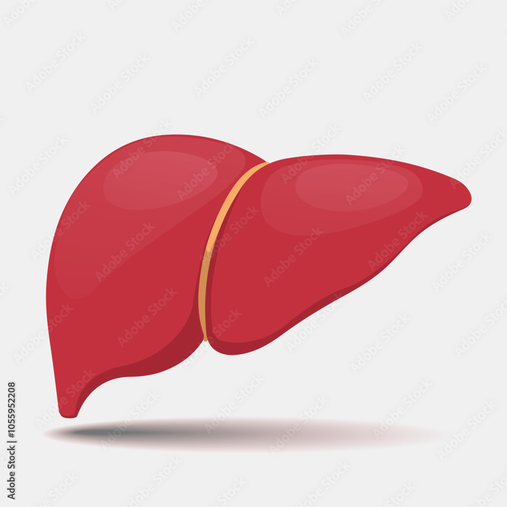Healthy Liver on white background Healthy Liver on white background
