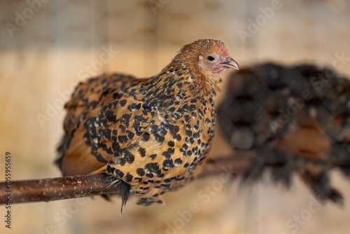 Bantam chicken. photo