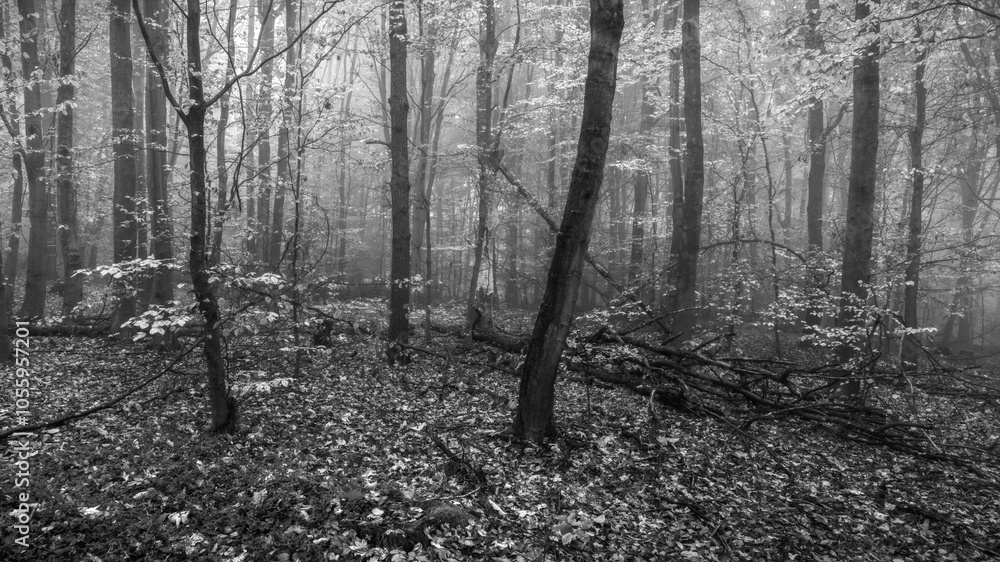 Fototapeta premium In the forest of the ghosts - Im Wald der Geister