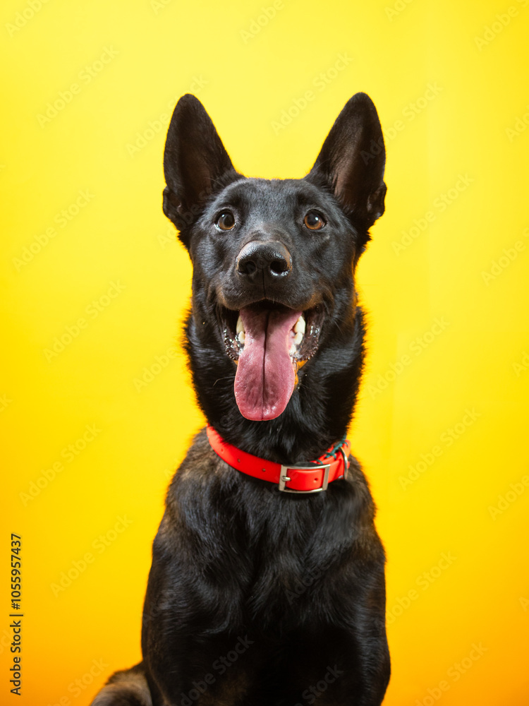 smiling black belgian malinois portrait on yellow background with tongue out smiling black belgian malinois portrait on yellow background with tongue out