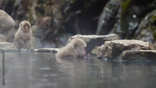 Nagano, Japan: The famous snow monkeys bath in the hot water of a natural onsen near the Jigokudani Monkey Park in Nagano in winter in Japan.  photo