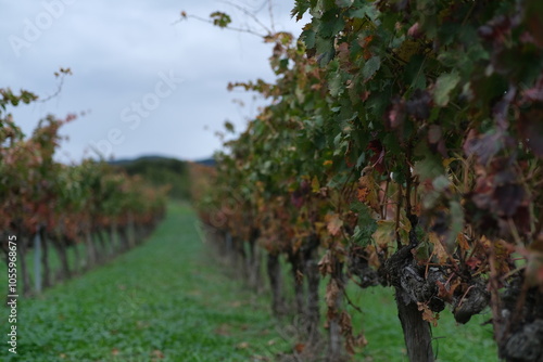 autumn vineyard