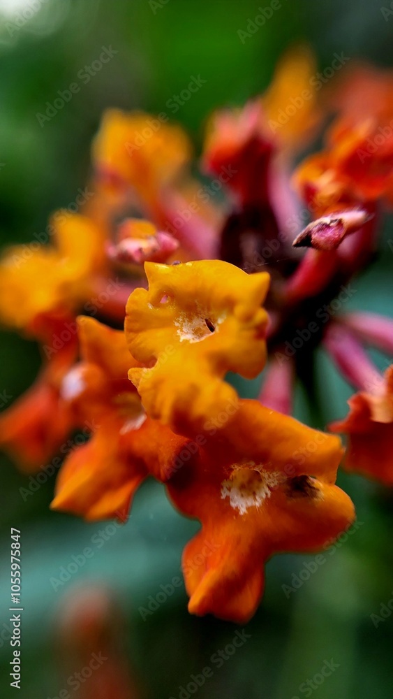 Fototapeta premium red and yellow flower
