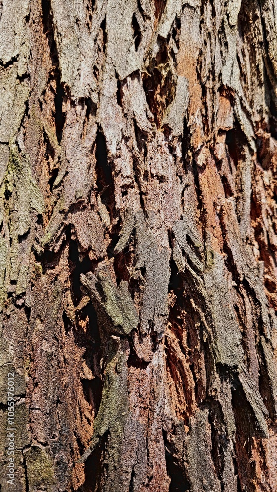 bark of a tree bark of a tree