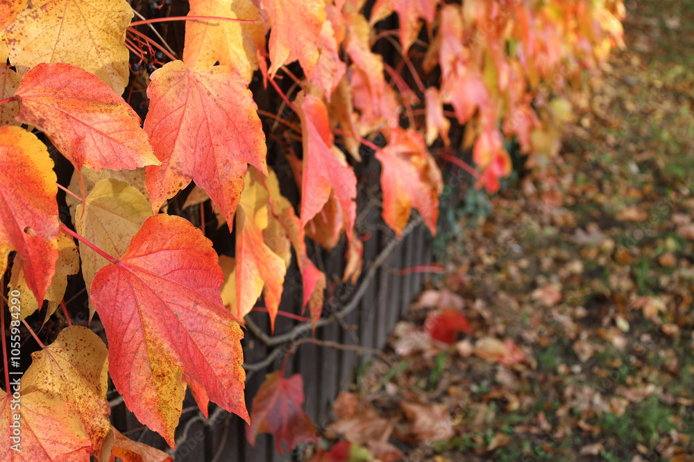 Red and yellow leaves of Boston ivy on wooden fence, climbing plant. Autumn nature background with copy space. Horizontal perspective receding into distance. Fall concept.