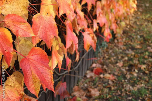 Obraz na płótnie Red and yellow leaves of Boston ivy on wooden fence, climbing plant. Autumn nature background with copy space. Horizontal perspective receding into distance. Fall concept. w salonie