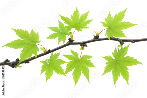 Elegant branch with young green maple leaves isolated on a white background. 