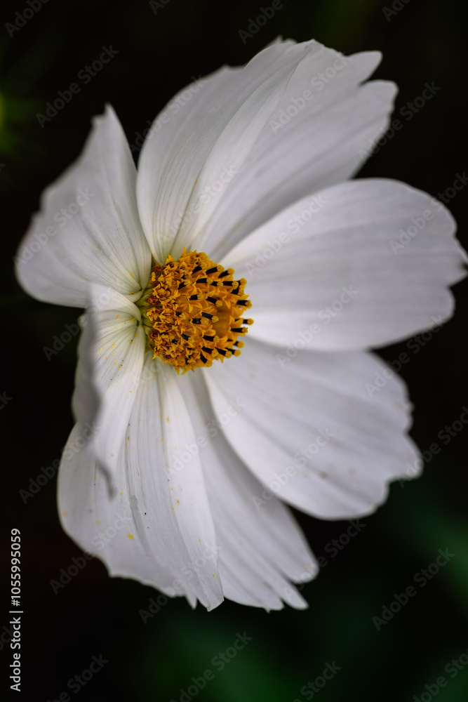 King's Salad (Cosmos caudatus) Flower King's Salad (Cosmos caudatus) Flower