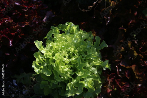 Obraz na plátně Potager avec laitue de feuilles de chêne verte et rouge