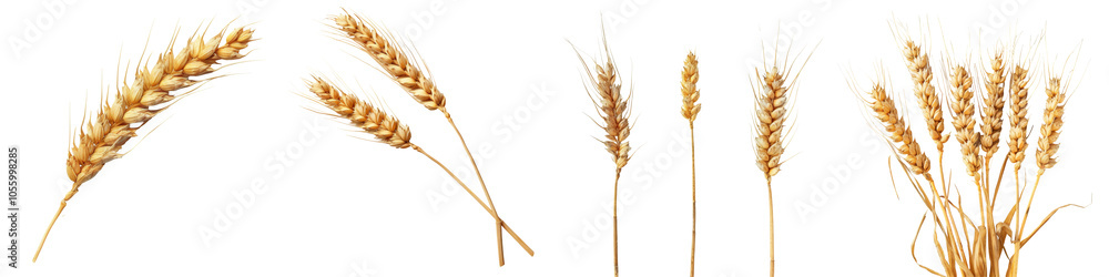 Collection of Wheat ears isolated on white or transparent background Collection of Wheat ears isolated on white or transparent background