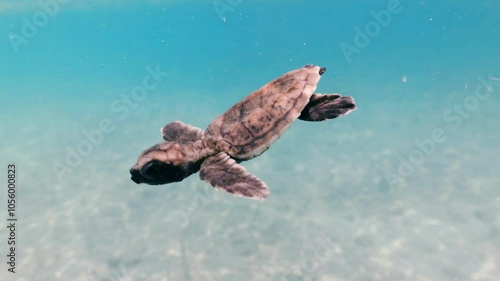 Hawkbill sea turtle hatchling