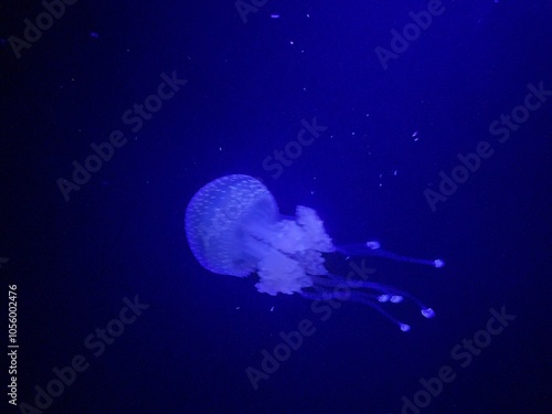 A luminescent jellyfish swims in the deep water