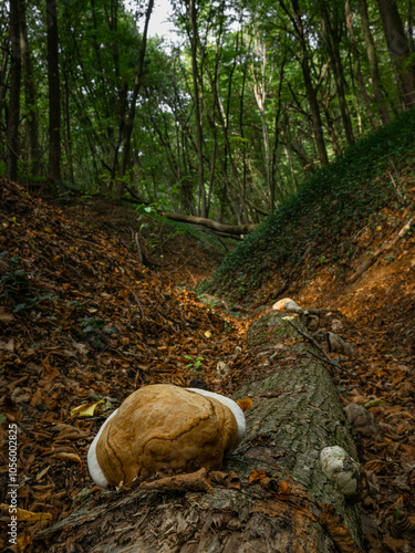 Light brown mushroom on wood log with sunlit valley in green forest