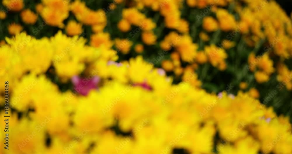 Bouquets of multicoured chrysanthemum, in France . Bouquets of multicoured chrysanthemum, in France .