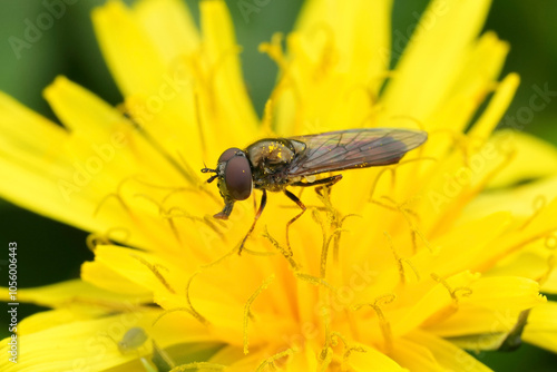 Closeup on a short melanostoma or Variable duskyface fly, Melanostoma mellinum on a yellow dandelion flower photo