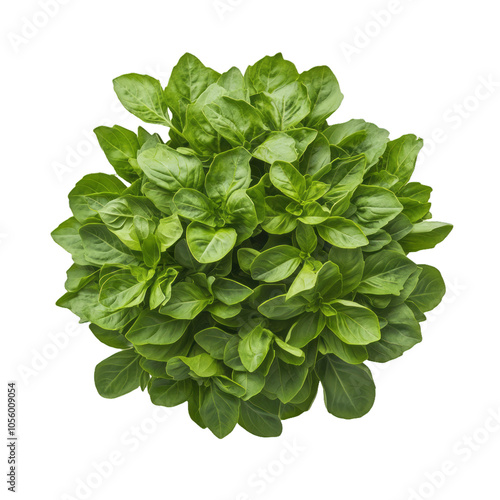 Cluster of basil leaves with soft texture and deep green color freshly picked isolated on a transparent background 