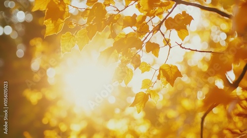 golden autumn forest with sunlight filtering through colorful leaves, vibrant fall foliage and peaceful nature photo