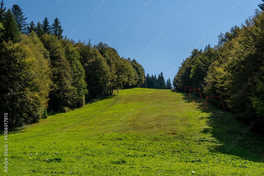 Green meadow with lush trees under a clear blue sky Green meadow with lush trees under a clear blue sky